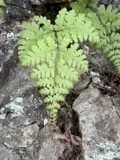 A photograph of the species Cystopteris bulbifera, not of this specimen