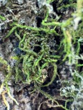 A photograph of the species Leskea polycarpa, not of this specimen