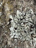 A photograph of the species Parmelia Acharius, not of this specimen