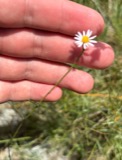 A photograph of the species Symphyotrichum tenuifolium, not of this specimen