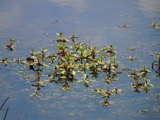 A photograph of the species Ludwigia palustris, not of this specimen