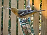 A photograph of the species Icterus galbula, not of this specimen