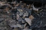 A photograph of the species Crotalus horridus, not of this specimen