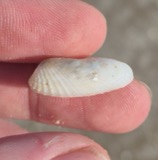 A photograph of the species Petricolaria pholadiformis, not of this specimen