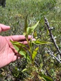 A photograph of the species Solidago uliginosa, not of this specimen