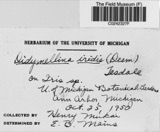 A photograph of the species Didymellina iridis, not of this specimen