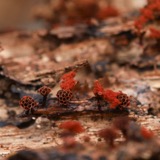 A photograph of the species Metatrichia vesparia, not of this specimen