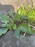A photograph of the species Plantago rugelii, not of this specimen
