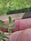 A photograph of the species Peronospora corydalis, not of this specimen