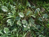 A photograph of the species Potentilla anserina, not of this specimen