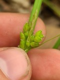 A photograph of the species Carex amphibola, not of this specimen