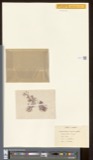 A photograph of the species Actinococcus subcutaneus, not of this specimen