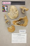 A photograph of the species Clitocybe cartilaginea, not of this specimen