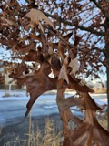 A photograph of the species Quercus palustris, not of this specimen