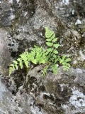 A photograph of the species Cystopteris tenuis, not of this specimen