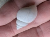 A photograph of the species Campeloma Rafinesque, not of this specimen