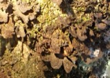 A photograph of the species Sticta fuliginosa, not of this specimen