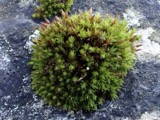A photograph of the species Orthotrichum anomalum, not of this specimen