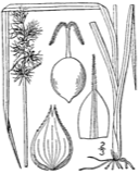 A photograph of the species Carex muhlenbergii, not of this specimen
