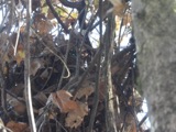 A photograph of the species Sciurus carolinensis, not of this specimen
