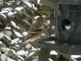A photograph of the species Spinus tristis, not of this specimen