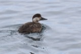 A photograph of the species Melanitta nigra, not of this specimen