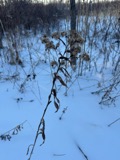 A photograph of the species Solidago riddellii, not of this specimen