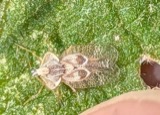 A photograph of the species Gargaphia solani, not of this specimen