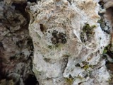 A photograph of the species Scytinium fragrans, not of this specimen