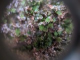 A photograph of the species Fissidens obtusifolius, not of this specimen