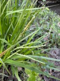 A photograph of the species Carex gracillima, not of this specimen