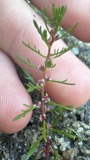 A photograph of the species Myriophyllum humile, not of this specimen