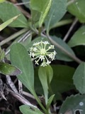 A photograph of the species Hydrocotyle umbellata, not of this specimen