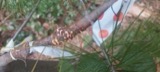A photograph of the species Cronartium ribicola, not of this specimen