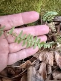 A photograph of the species Asplenium platyneuron, not of this specimen