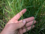 A photograph of the species Carex tetanica, not of this specimen
