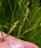 A photograph of the species Carex bromoides, not of this specimen