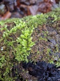 A photograph of the species Hypnum paludosum, not of this specimen