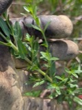 A photograph of the species Lythrum alatum, not of this specimen