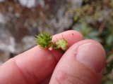 A photograph of the species Ranunculus L., not of this specimen