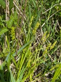 A photograph of the species Carex stipata, not of this specimen