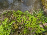 A photograph of the species Eurybia schreberi, not of this specimen