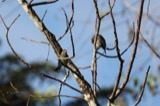 A photograph of the species Passerina cyanea, not of this specimen