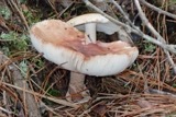 A photograph of the species Amanita rubescens, not of this specimen
