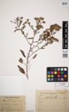 A photograph of the species Aster prenanthoides, not of this specimen