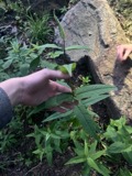 A photograph of the species Eupatorium sessilifolium, not of this specimen