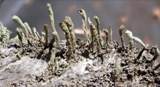A photograph of the species Cladonia bacillaris, not of this specimen