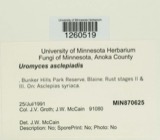 A photograph of the species Uromyces asclepiadis, not of this specimen