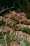 A photograph of the species Pteridium aquilinum, not of this specimen