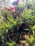 A photograph of the species Polytrichum ohioense, not of this specimen